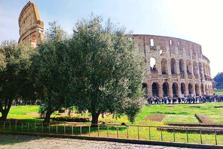 Masterclass Extra Virgin Olive Oil & Table Olives & Tasting