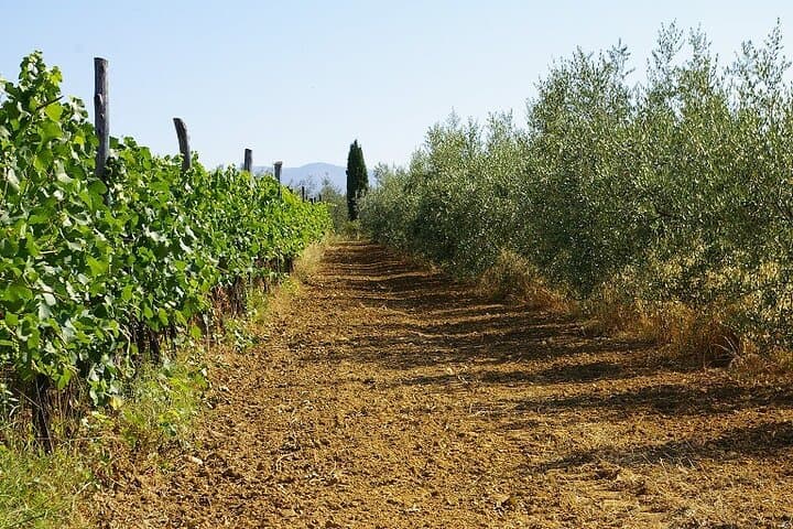 vines and olive trees