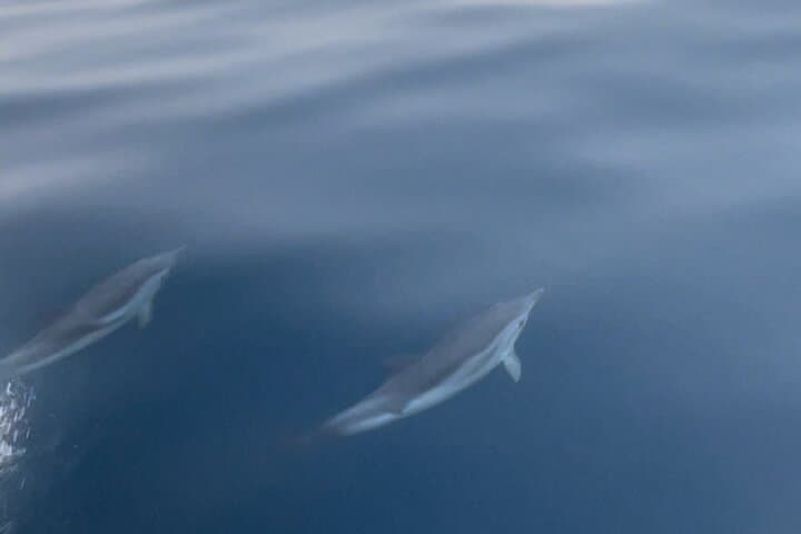 Taormina Dolfin 2-hour boat tour
