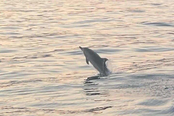 Taormina Dolfin 2-hour boat tour