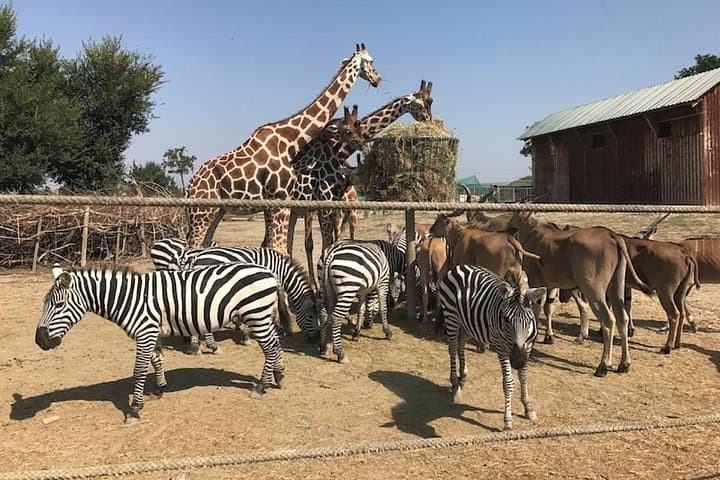 Animals