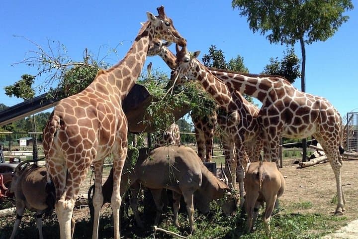 Animals