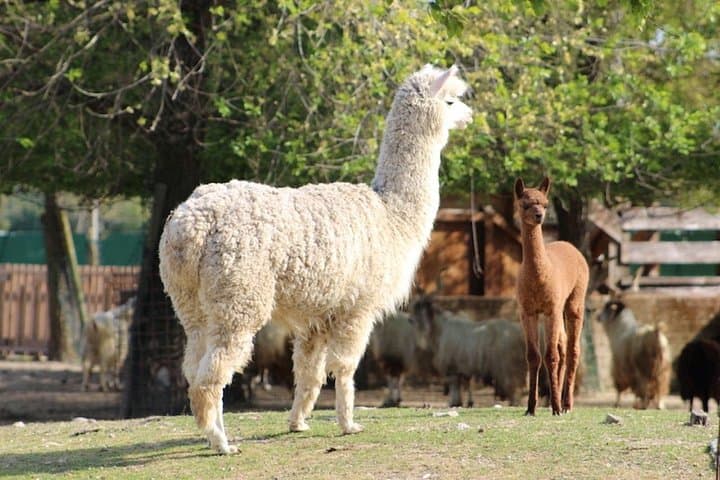 Llama