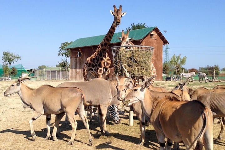 Animals