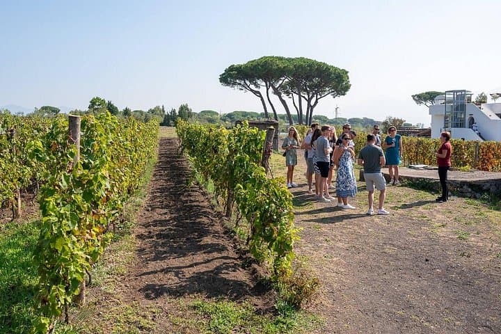 Pompeii and Naples From Rome: Private Full-Day Tour with Lunch