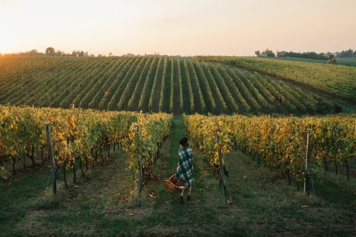 Experience Emilian Wines at Bologna Vineyard Vista