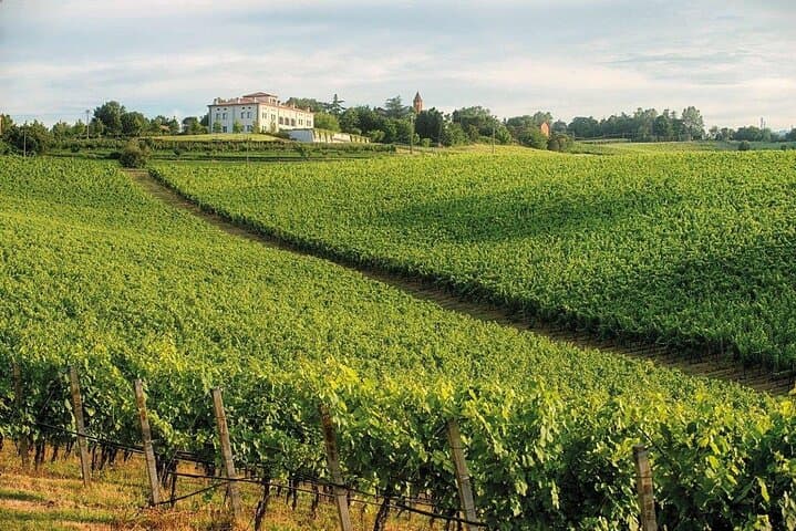 Experience Emilian Wines at Bologna Vineyard Vista