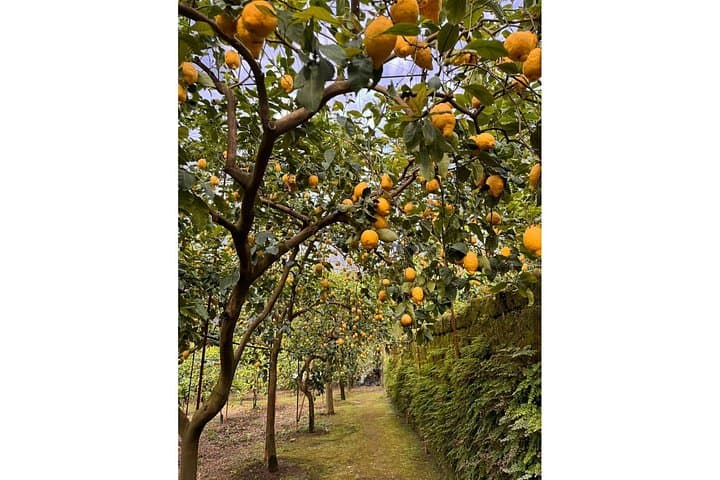 The lemons' path