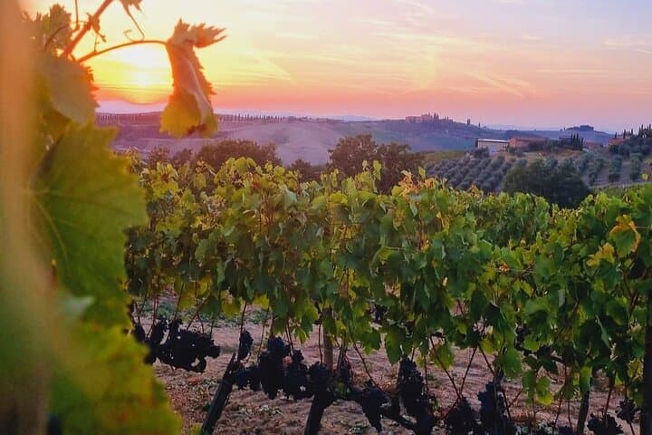 VIP Brunello Montalcino, Montepulciano & Val d'Orcia with Lunch