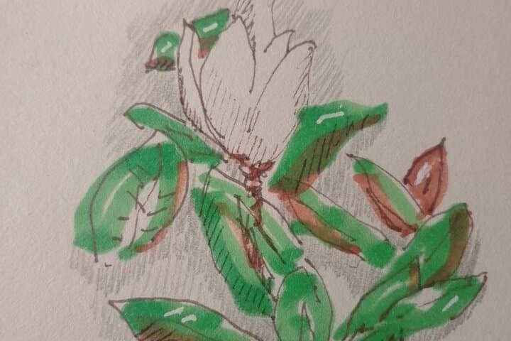 magnolia