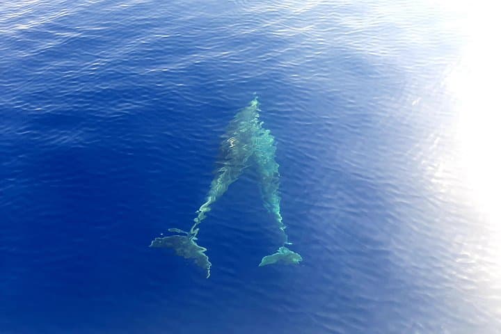 Full day catamaran tour in Alghero