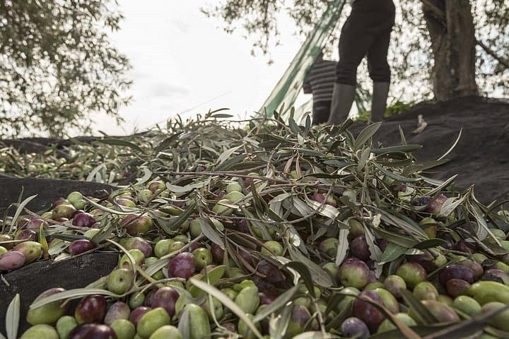 Visit to the olive grove, oil tasting and lunch at the farm