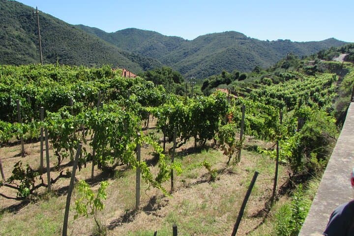 The Taggia Moscatello vineyards, an ancient vine rediscovered and enhanced