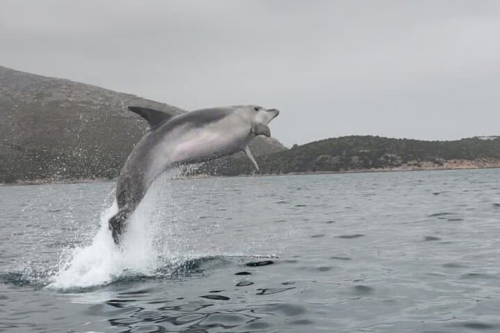 Dolphin