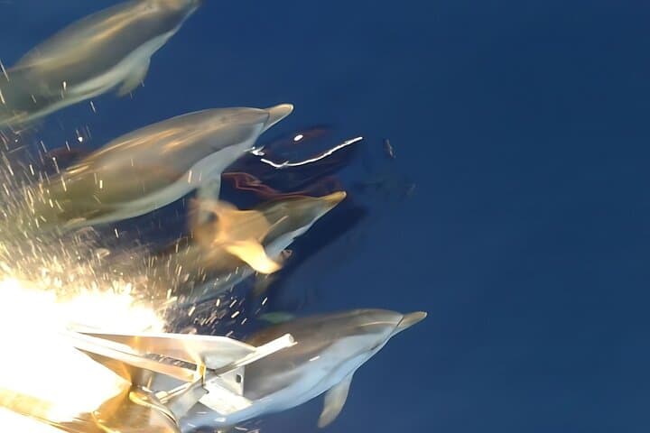 Dolphin in Acitrezza sea