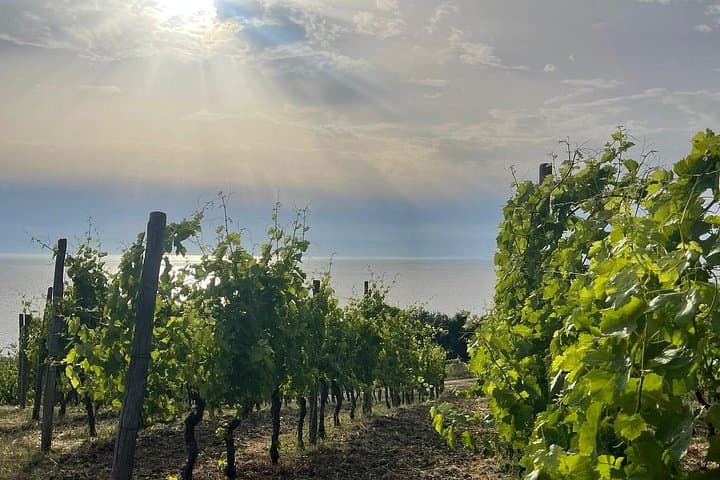 Cilento Wine: Tour & Tasting Experience