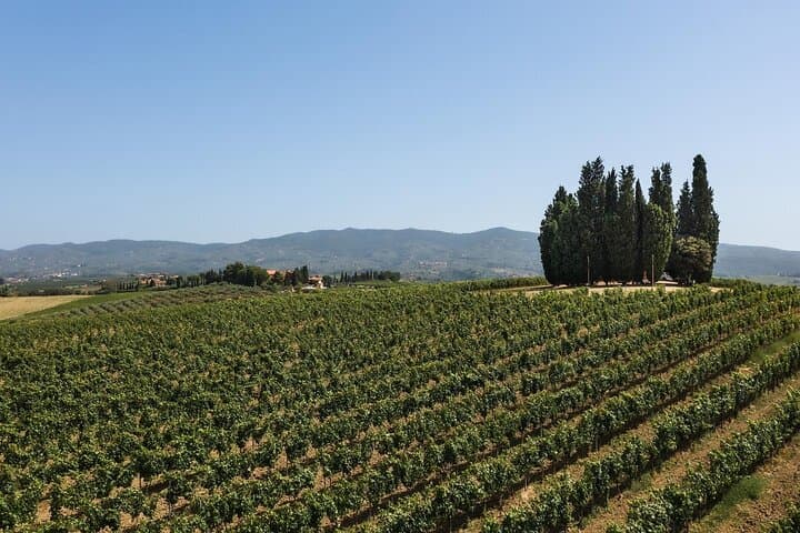 Wine experience in the Tuscan hills with tasting in Vinci
