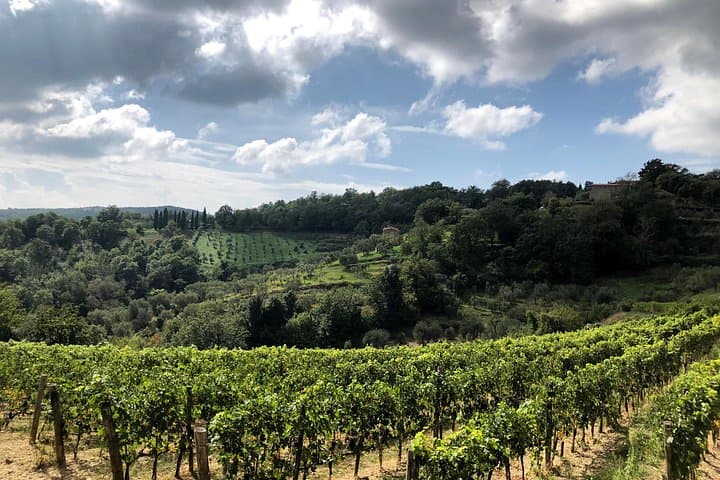 Pisa, Lucca & Winery Private Tour from Livorno port