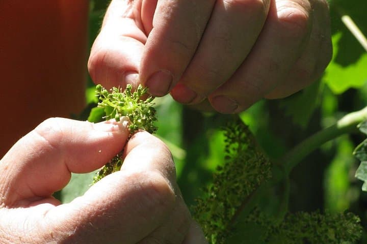 Grapes at the beginning