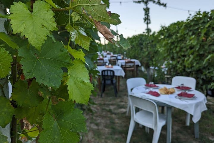 Guided Walk and Lunch in the Vineyard in Alba