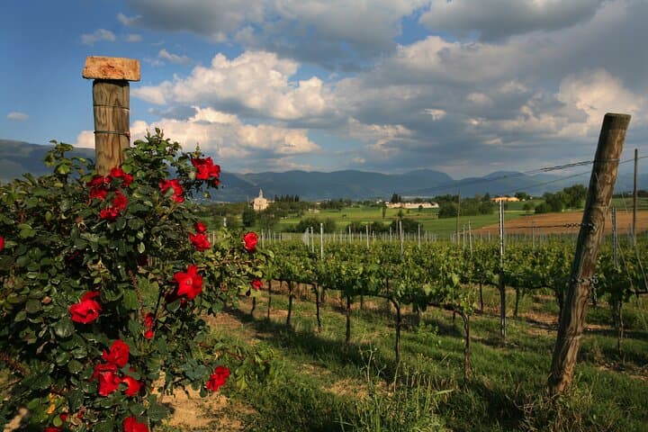 DRINK&FOOD: Private Vineyard and Winery Tour with Tasting