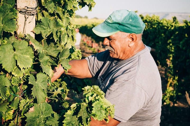 Syracuse: Exclusive Sicilian Wine Tasting Experience