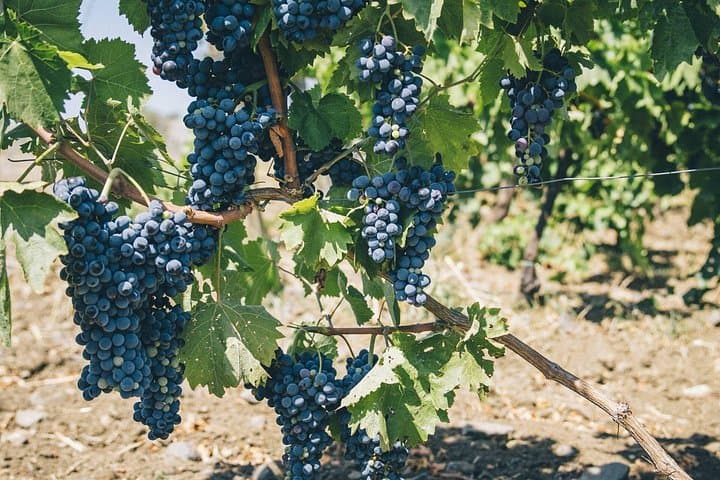 Syracuse: Exclusive Sicilian Wine Tasting Experience