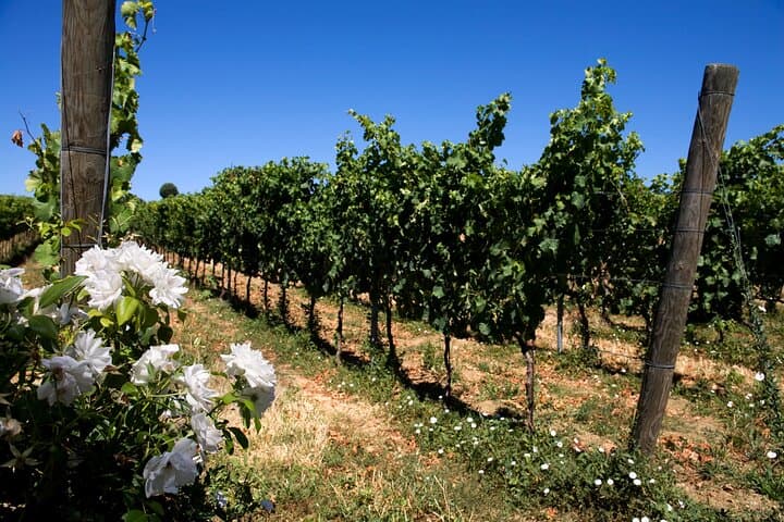 DRINK&FOOD: Private Vineyard and Winery Tour with Tasting