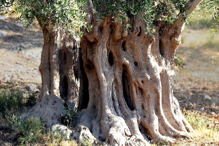 Apulia Olive Oil Tasting