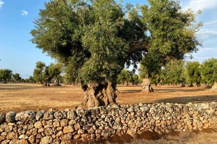 Apulia Olive Oil Tasting