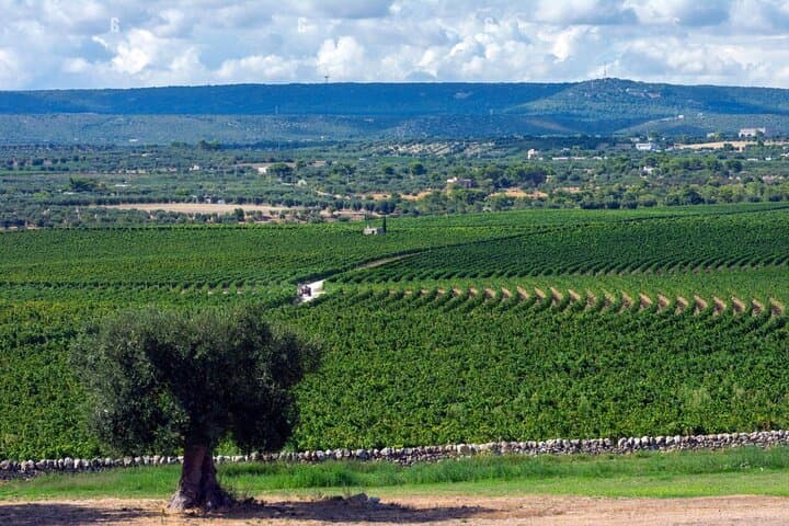 Apulia: Guided Vineyard Tour with Wine Tasting