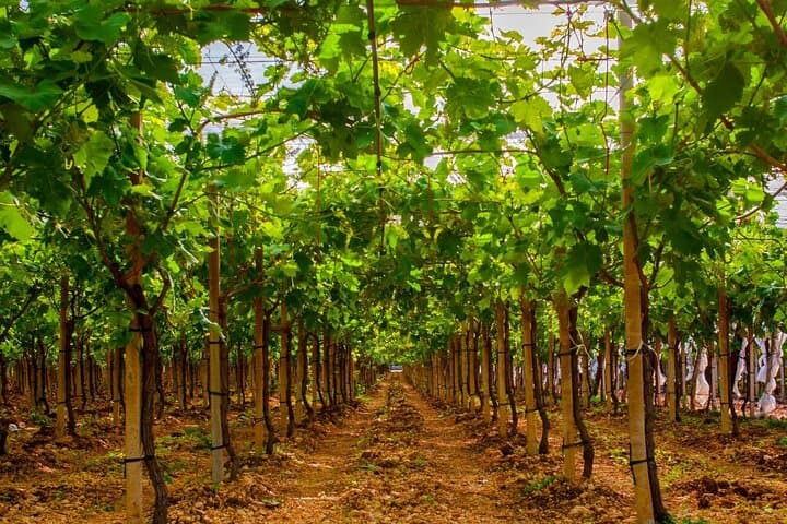 Apulia: Guided Vineyard Tour with Wine Tasting