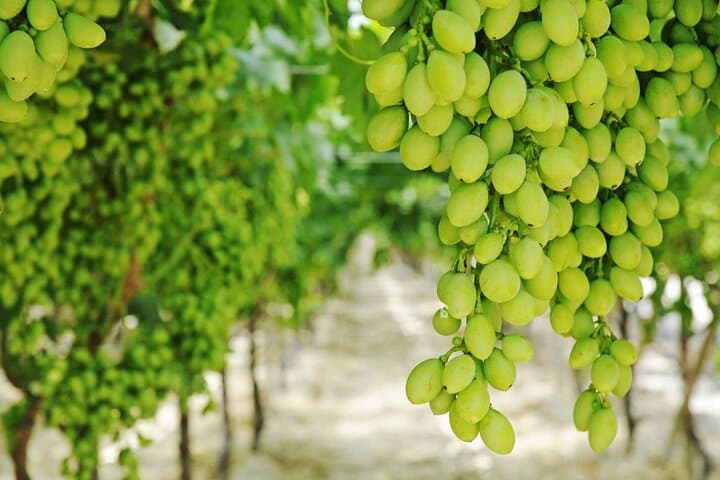 Apulia: Guided Vineyard Tour with Wine Tasting