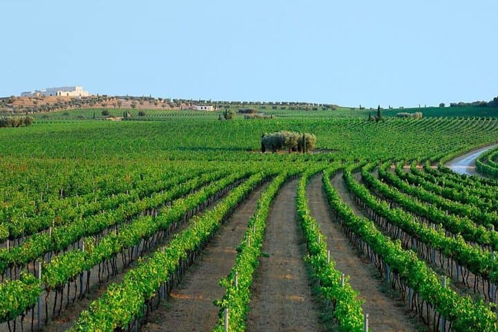 Apulia: Guided Vineyard Tour with Wine Tasting