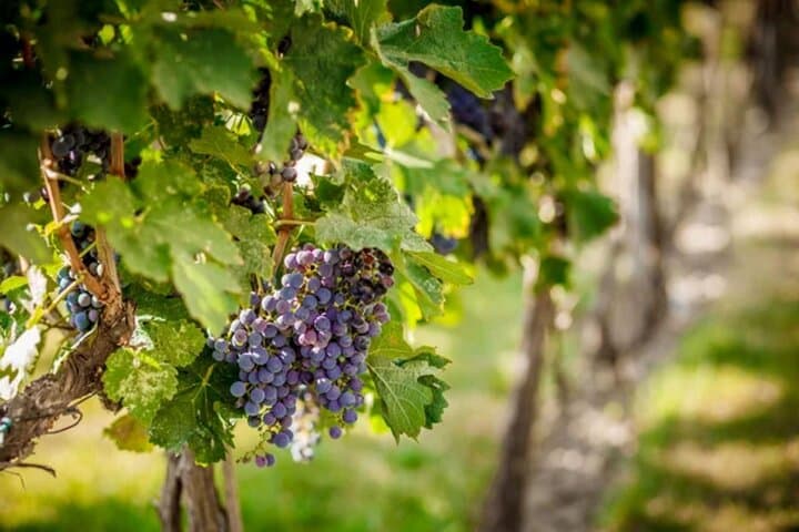 Apulia: Guided Vineyard Tour with Wine Tasting