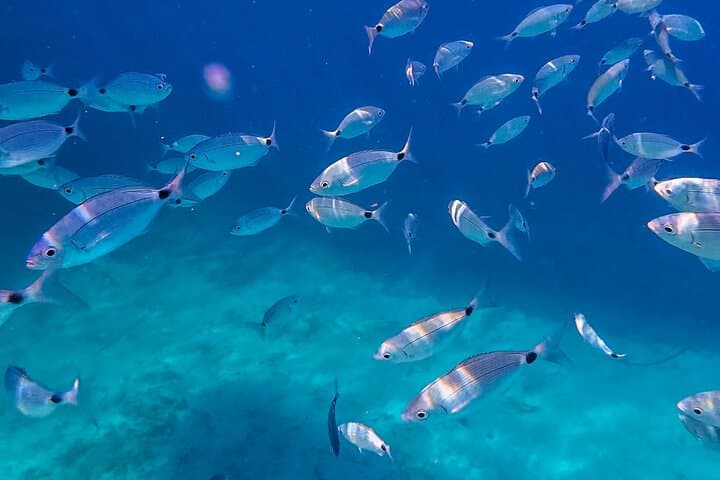 Snorkeling among the fish
