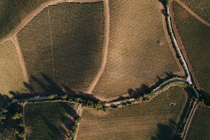Sicilian Winery Tour with Wine Tasting from Palermo