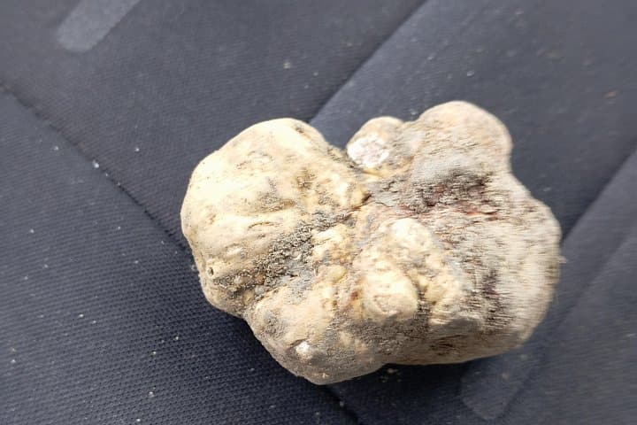 Alba Truffle Hunting, Barolo and Barbaresco Tasting