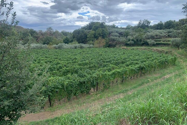 Private Wine Tasting Tour, Taormina and Messina from Messina