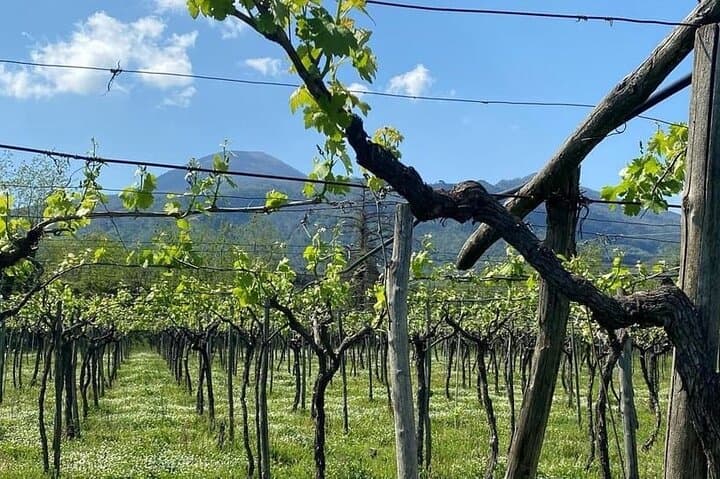 Pompeii Tour, Lunch and Vesuvius Wine Tasting