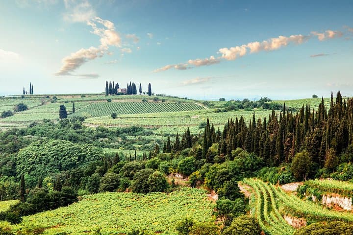 Radda in Chianti: Wine Tasting, Cellar Tour & Tuscan Lunch