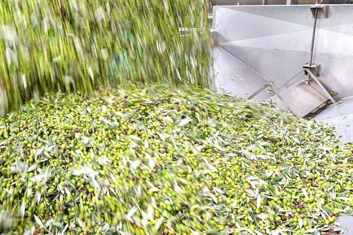 olive oil production
