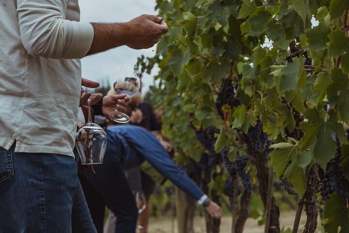 Brunello Wine Tour