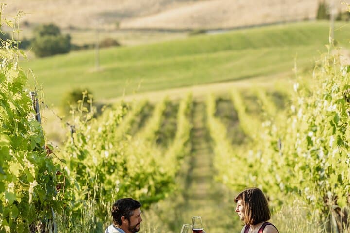 Montalcino: exclusive picnic in the vineyard with wine basket