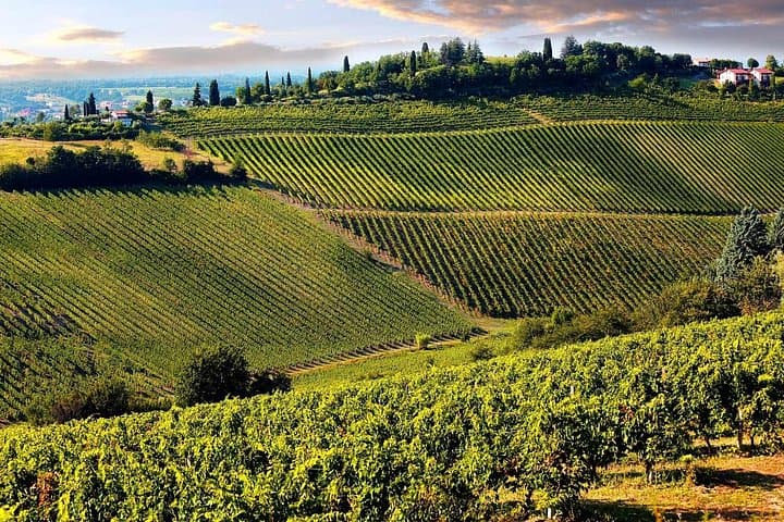 San Gimignano and Winery Experience with Light Lunch from Lucca