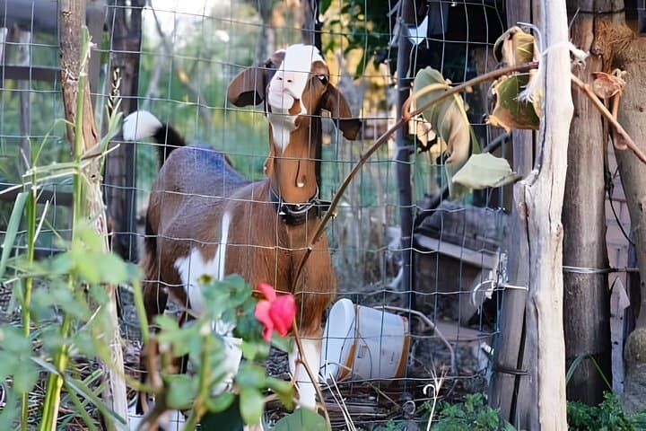 Amalfi: Milk cows, make pasta, mozzarella and tiramisu!