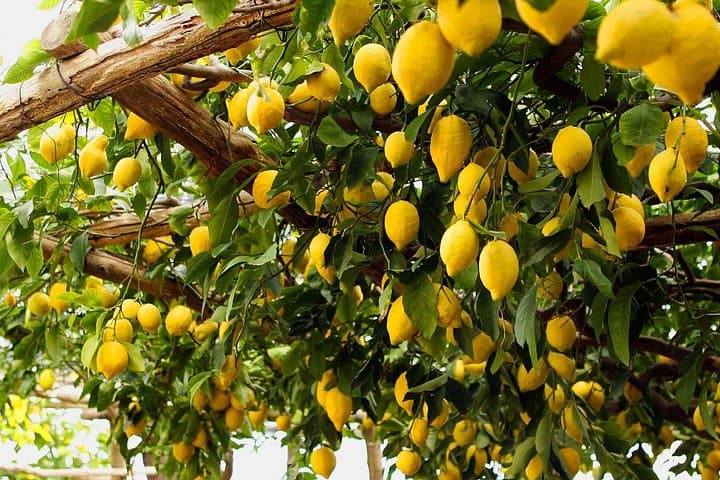 Semi-Private Cooking Class in a Sorrento Lemon Grove