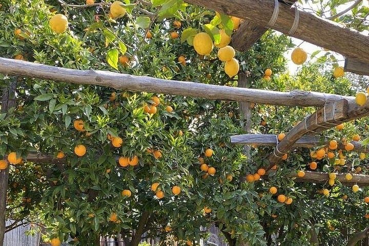 Semi-Private Cooking Class in a Sorrento Lemon Grove