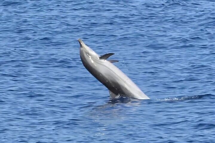 Dolphin Watching Boat Excursion to Figarolo Island from Olbia