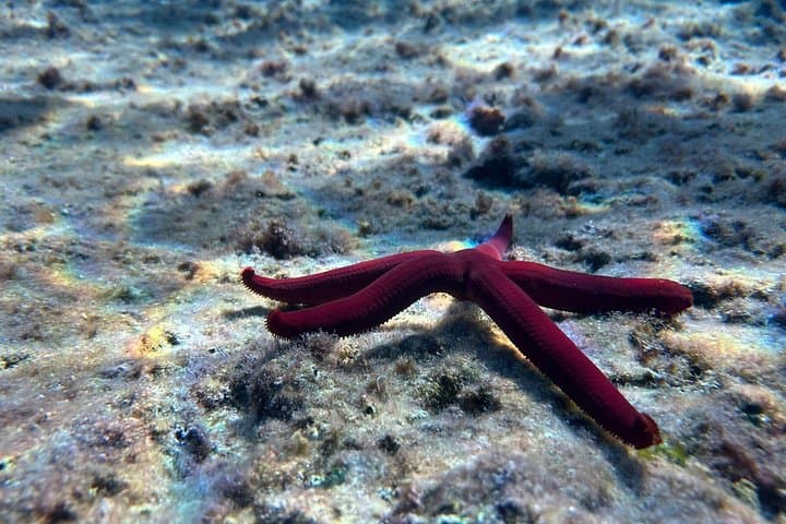 starfish